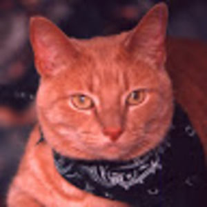 Meet your Posher, Dimitri